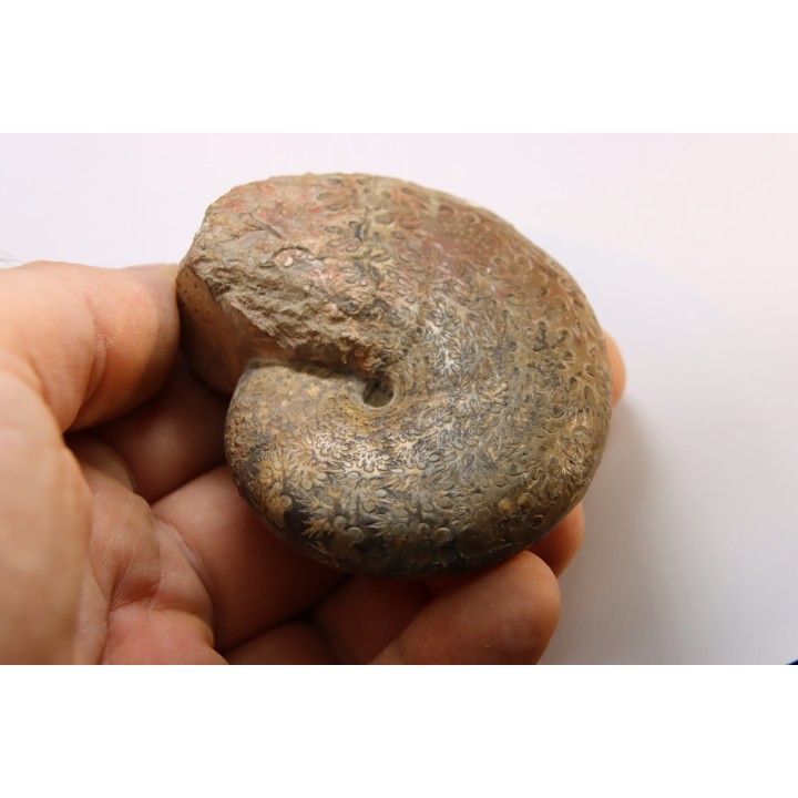 Calliphylloceras supraliasicum  toarcien  Belmont, Rhone, FRANCE