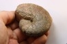 Calliphylloceras supraliasicum  toarcien  Belmont, Rhone, FRANCE