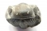 Drotops megalomanicus (Struve) Eifelien Jbel El Mrakib, MAROC