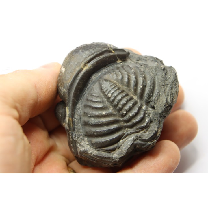 Drotops megalomanicus (Struve)  Eifelien  Jbel El Mrakib, MAROC
