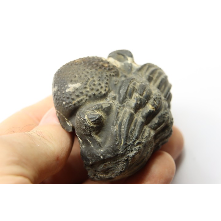 Drotops megalomanicus (Struve)  Eifelien  Jbel El Mrakib, MAROC
