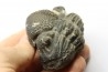 Drotops megalomanicus (Struve) Eifelien Jbel El Mrakib, MAROC
