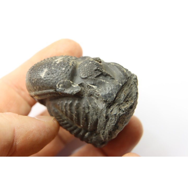 Drotops megalomanicus (Struve)  Eifelien  Jbel El Mrakib, MAROC