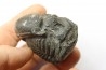 Drotops megalomanicus (Struve) Eifelien Jbel El Mrakib, MAROC