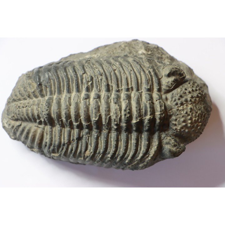 Drotops megalomanicus (Struve)  Eifelien  Jbel El Mrakib, MAROC