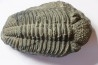 Drotops megalomanicus (Struve) Eifelien Jbel El Mrakib, MAROC