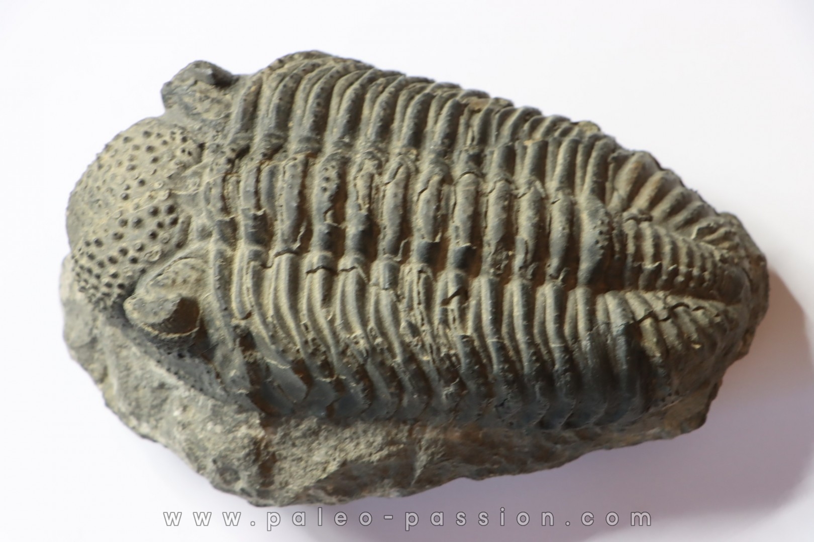 Drotops megalomanicus (Struve) Eifelien Jbel El Mrakib, MAROC