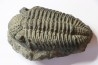 Drotops megalomanicus (Struve) Eifelien Jbel El Mrakib, MAROC