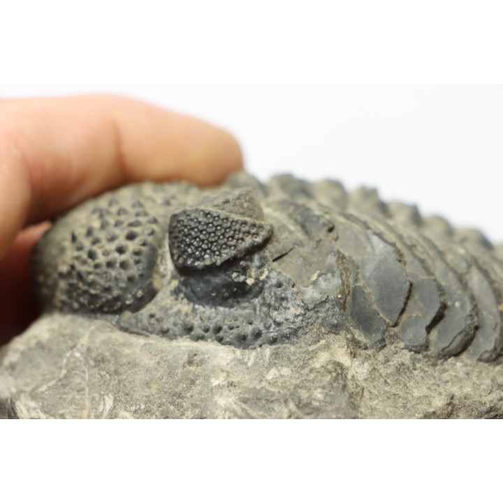 Drotops megalomanicus (Struve)  Eifelien  Jbel El Mrakib, MAROC