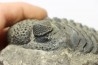 Drotops megalomanicus (Struve) Eifelien Jbel El Mrakib, MAROC