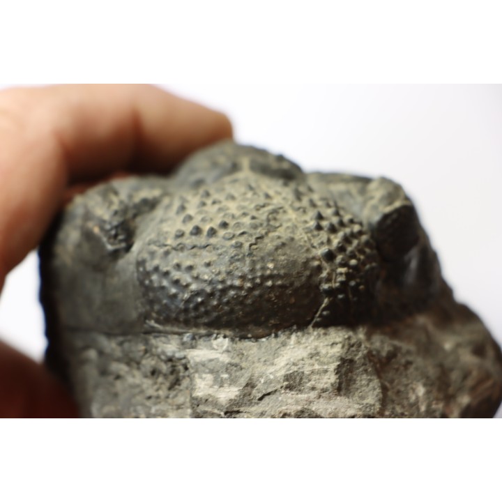 Drotops megalomanicus (Struve)  Eifelien  Jbel El Mrakib, MAROC