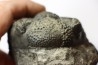 Drotops megalomanicus (Struve) Eifelien Jbel El Mrakib, MAROC