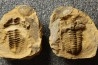 Flexicalymene ouzregui - Katian - ordovician - Jbel Tiskaouine, MOROCCO