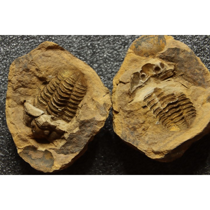 Flexicalymene ouzregui - Katian - ordovician - Jbel Tiskaouine, MOROCCO