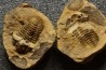 Flexicalymene ouzregui - Katian - ordovician - Jbel Tiskaouine, MOROCCO