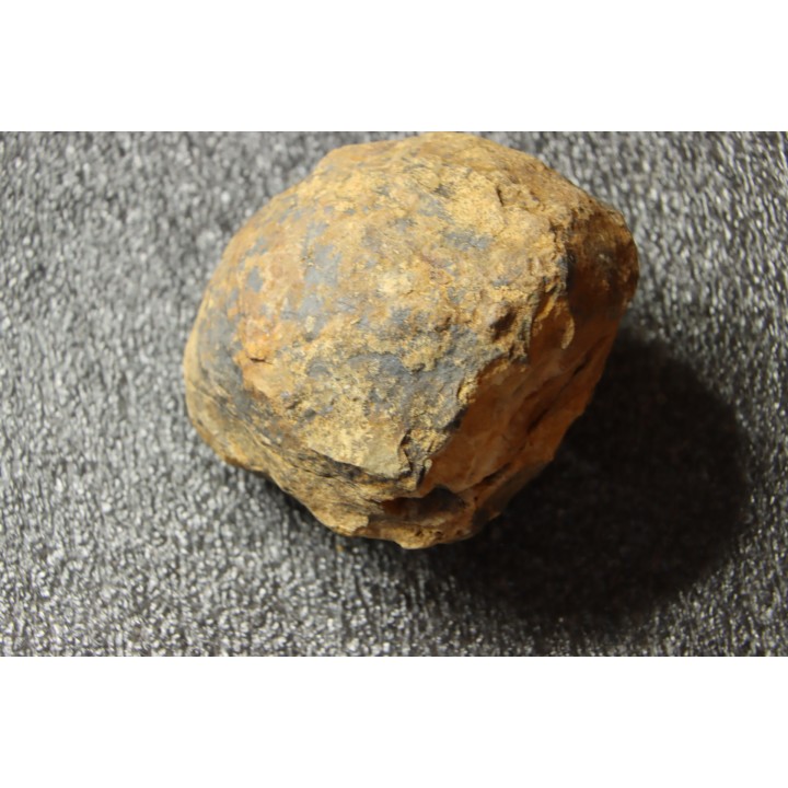 Flexicalymene ouzregui - Katian - ordovician - Jbel Tiskaouine, MOROCCO