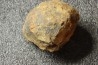 Flexicalymene ouzregui - Katian - ordovician - Jbel Tiskaouine, MOROCCO