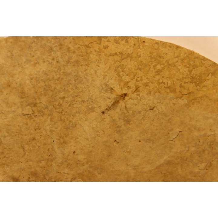 bird feather and diptera - stampien (oligocène)  Forcalquier area - (04)- France