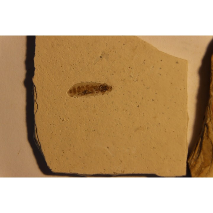 collection de 4 insectes: diptère  stampien (oligocène)  région de Forcalquier - (04)- France