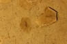 collection de 4 insectes: diptère  stampien (oligocène)  région de Forcalquier - (04)- France