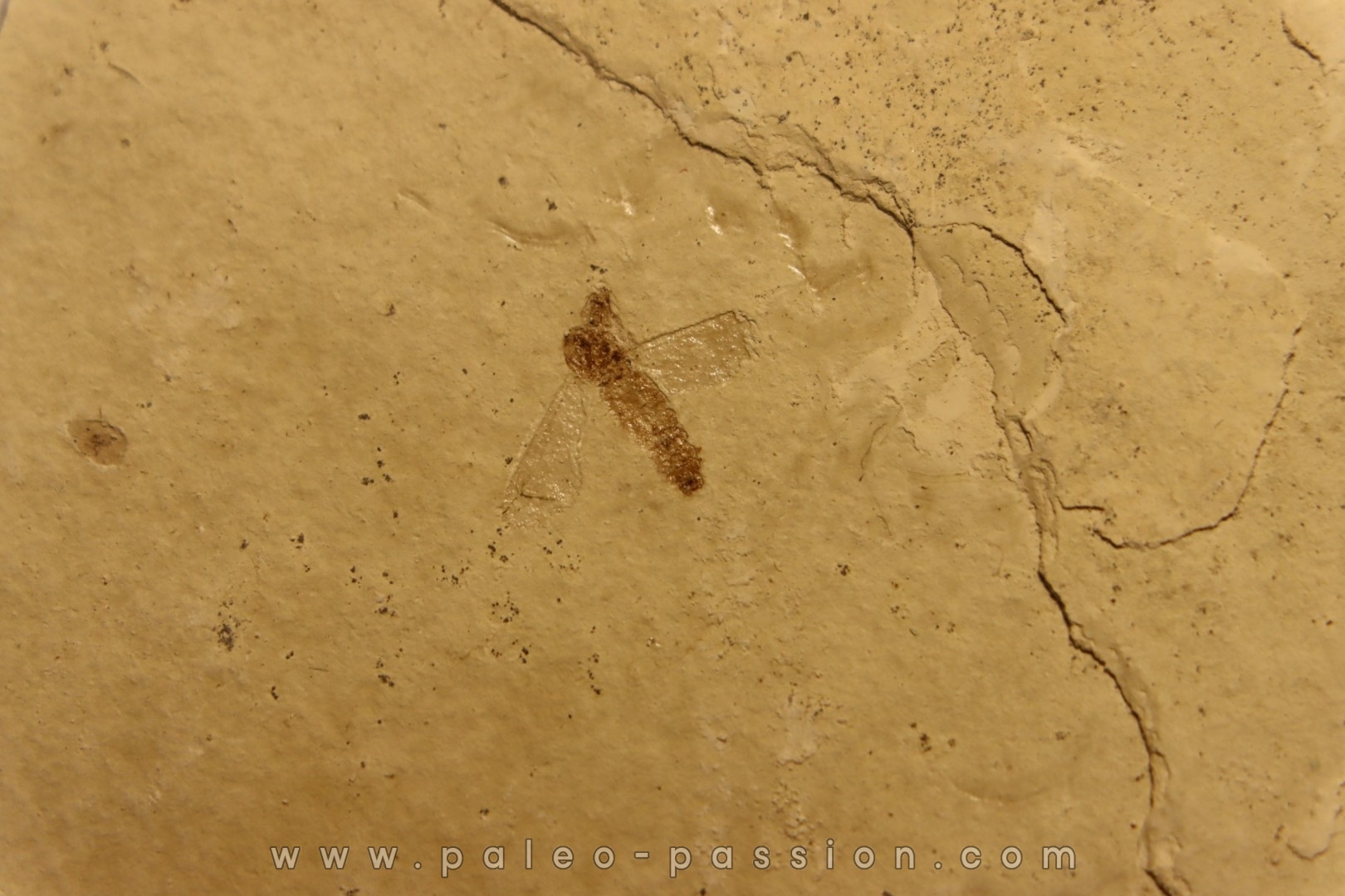 insecte diptère oligocène région de Aix en Provence - France