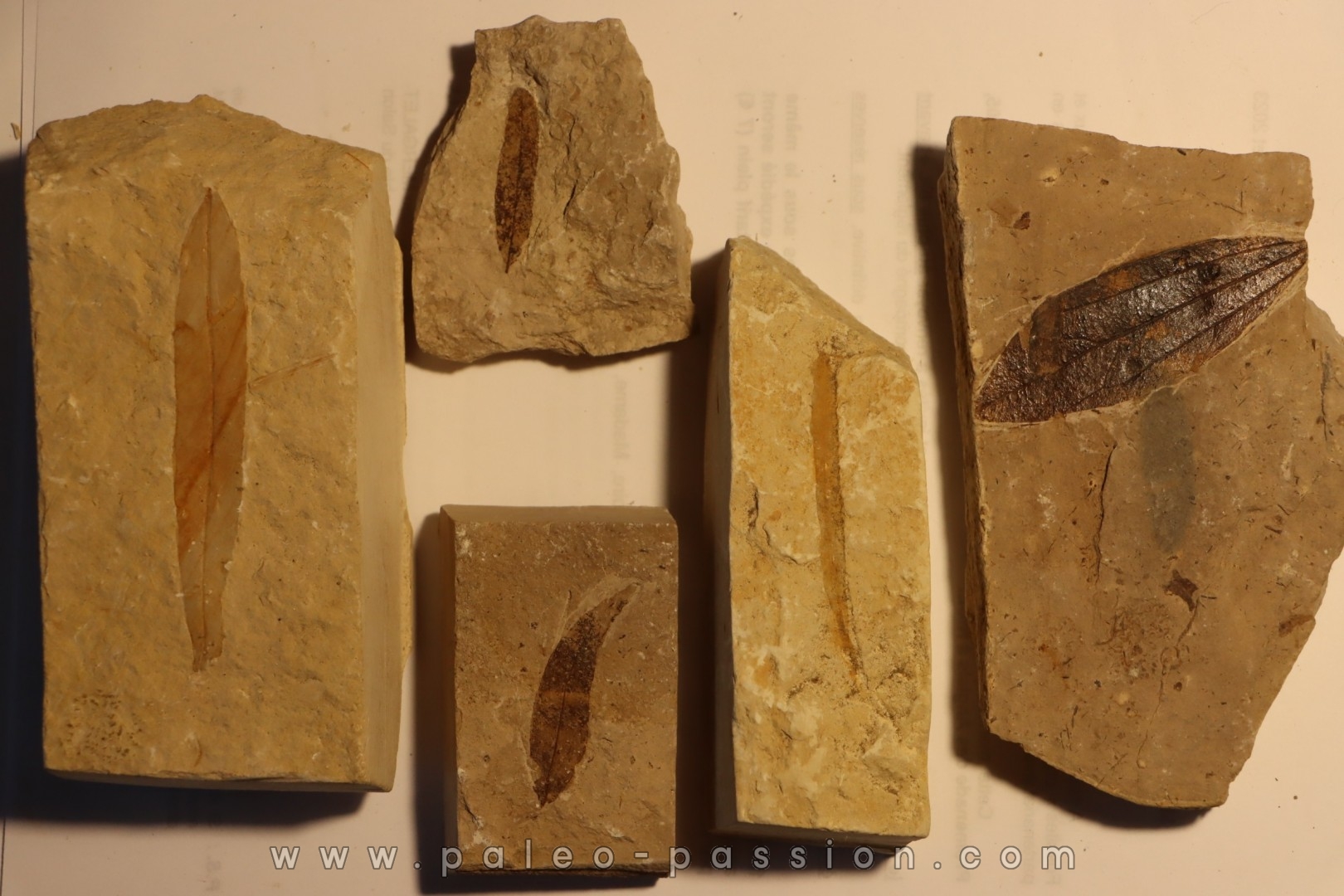 collection de 5 feuilles - stampien (oligocène) - bois d'asson (04) - FRANCE