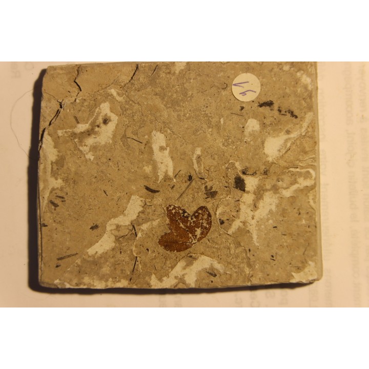 MAPLE leaf: Acer aff. monspessulanum - Tortonien, (Miocene)  Massif du Coiron, Saint Bauzile, Ardeche - FRANCE