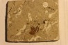 feuille d ERABLE: Acer aff. monspessulanum - Tortonien, (Miocene)  Massif du Coiron, Saint Bauzile, Ardeche