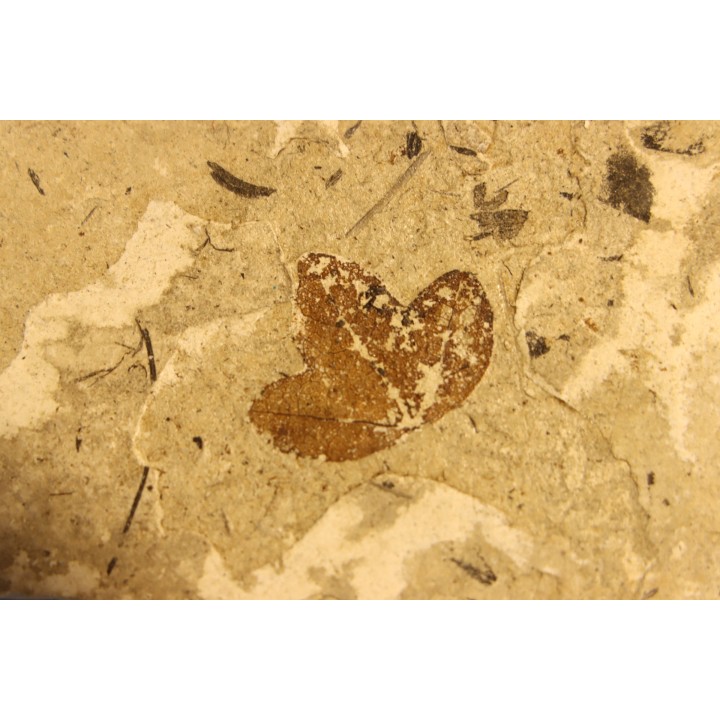 MAPLE leaf: Acer aff. monspessulanum - Tortonien, (Miocene)  Massif du Coiron, Saint Bauzile, Ardeche - FRANCE
