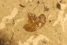 feuille d ERABLE: Acer aff. monspessulanum - Tortonien, (Miocene) Massif du Coiron, Saint Bauzile, Ardeche