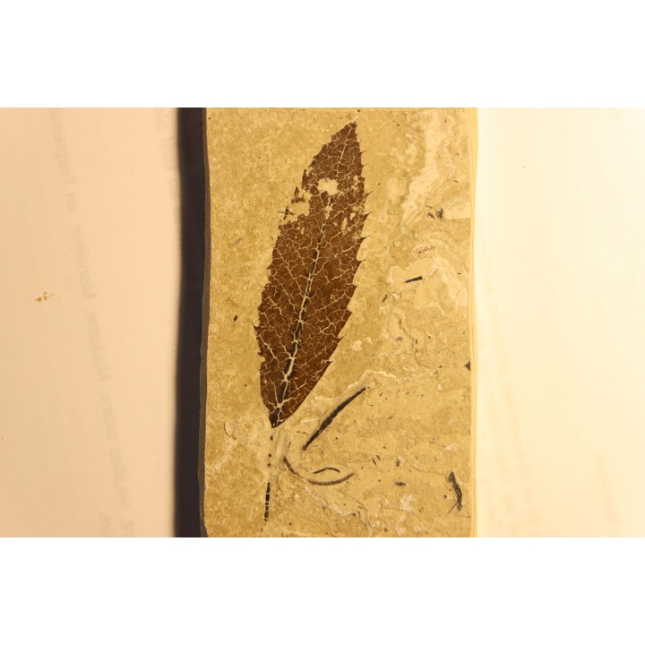 feuille de CHATAIGNIER: Castanea vesca -  Tortonien, (Miocene)  Massif du Coiron, Saint Bauzile, Ardeche