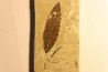 feuille de CHATAIGNIER: Castanea vesca - Tortonien, (Miocene) Massif du Coiron, Saint Bauzile, Ardeche