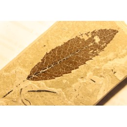 CHESTNUT leaf: Castanea vesca - Tortonien, (Miocene) - Massif du Coiron, Saint Bauzile, Ardeche - FRANCE