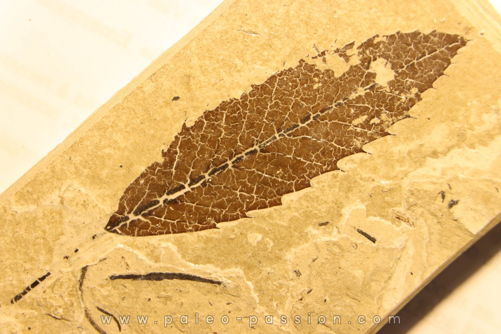 feuille de CHATAIGNIER: Castanea vesca - Tortonien, (Miocene) Massif du Coiron, Saint Bauzile, Ardeche