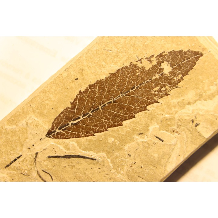 feuille de CHATAIGNIER: Castanea vesca -  Tortonien, (Miocene)  Massif du Coiron, Saint Bauzile, Ardeche