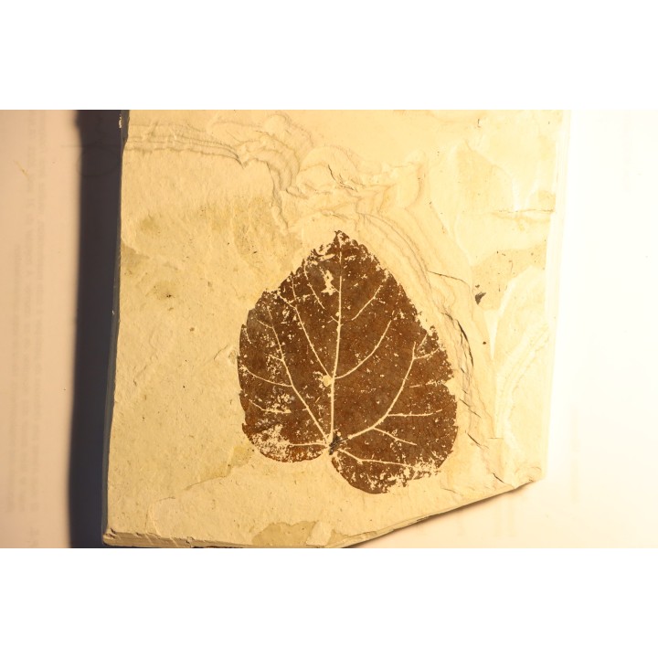 vine leaf:  Vitis aff. teutonica  - Tortonien, (Miocene) - Massif du Coiron, Saint Bauzile, Ardeche - FRANCE