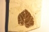 vine leaf:  Vitis aff. teutonica  - Tortonien, (Miocene) - Massif du Coiron, Saint Bauzile, Ardeche - FRANCE
