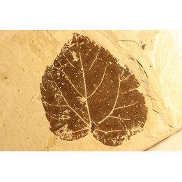 feuille de vigne: Vitis aff. teutonica -  Tortonien, (Miocene)  Massif du Coiron, Saint Bauzile, Ardeche