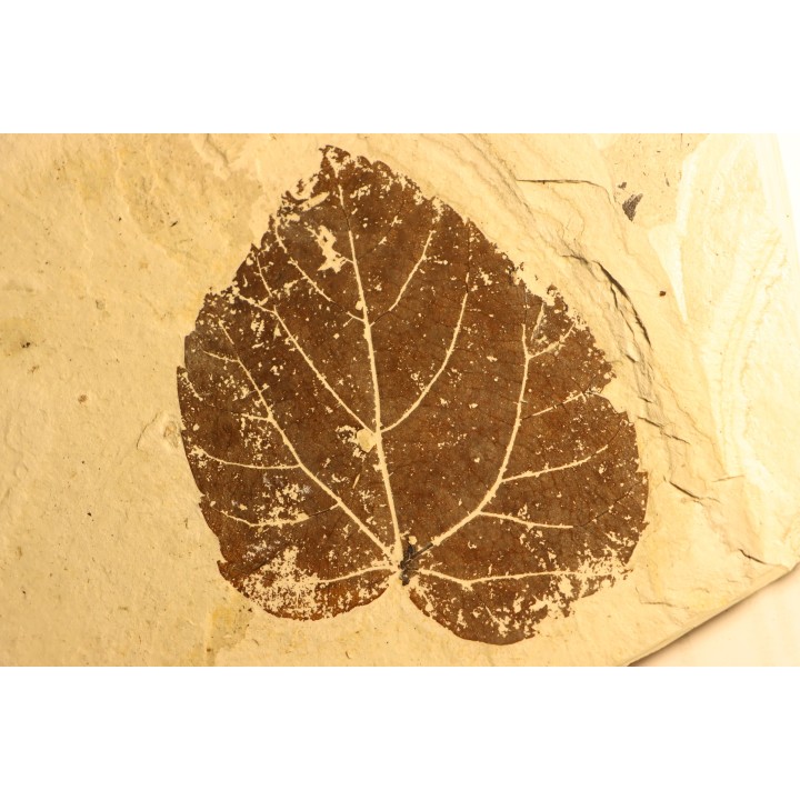 feuille de vigne: Vitis aff. teutonica -  Tortonien, (Miocene)  Massif du Coiron, Saint Bauzile, Ardeche