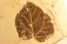 feuille de vigne: Vitis aff. teutonica - Tortonien, (Miocene) Massif du Coiron, Saint Bauzile, Ardeche
