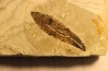 LINDEN leaf Tilia mastajana - Tortonien, (Miocene) - Massif du Coiron, Saint Bauzile, Ardeche - FRANCE