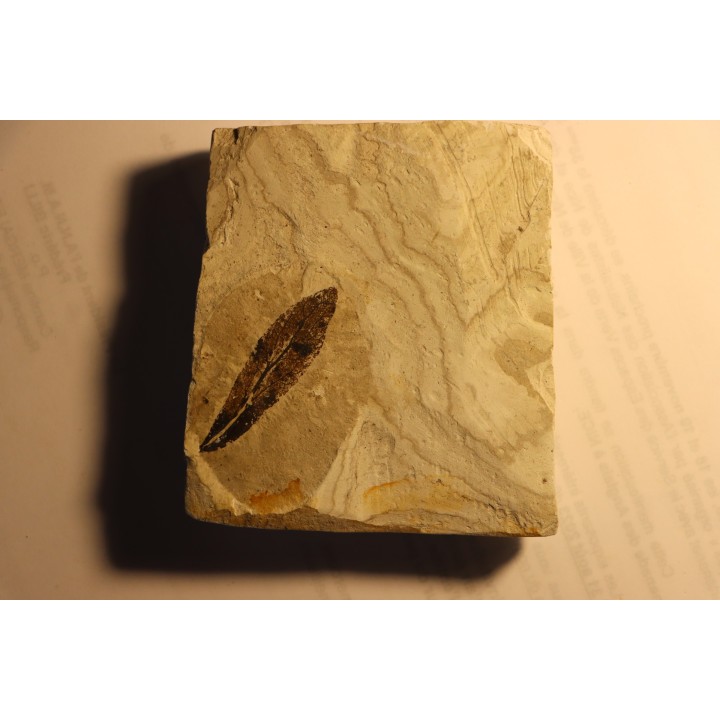 LINDEN leaf  Tilia mastajana - Tortonien, (Miocene) - Massif du Coiron, Saint Bauzile, Ardeche - FRANCE
