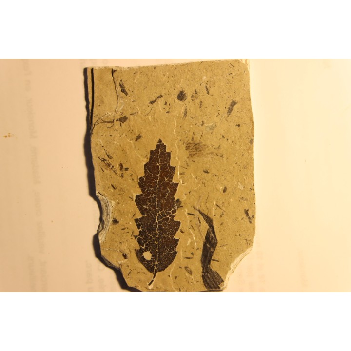 OAK leaf  Quercus aff. hispanica - Tortonien, (Miocene) - Massif du Coiron, Saint Bauzile, Ardeche - FRANCE