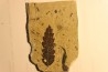 feuille de CHENE: Quercus aff. hispanica - Tortonien, (Miocene) Massif du Coiron, Saint Bauzile, Ardeche
