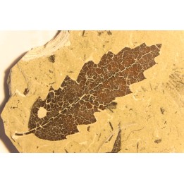 OAK leaf  Quercus aff. hispanica - Tortonien, (Miocene) - Massif du Coiron, Saint Bauzile, Ardeche - FRANCE