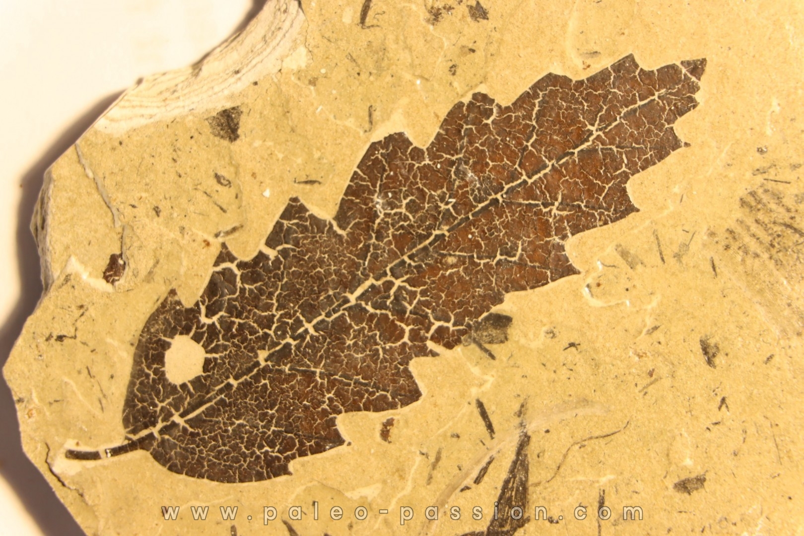 OAK leaf Quercus aff. hispanica - Tortonien, (Miocene) - Massif du Coiron, Saint Bauzile, Ardeche - FRANCE