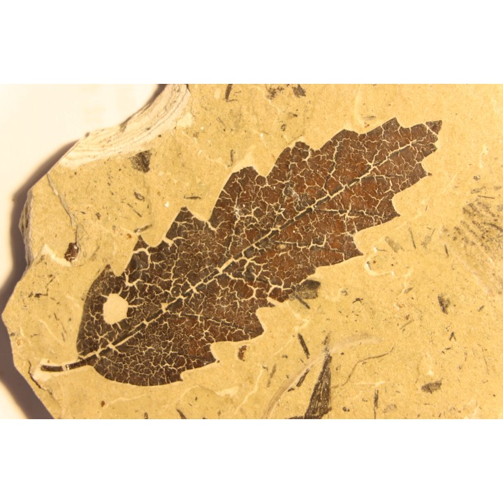 OAK leaf  Quercus aff. hispanica - Tortonien, (Miocene) - Massif du Coiron, Saint Bauzile, Ardeche - FRANCE