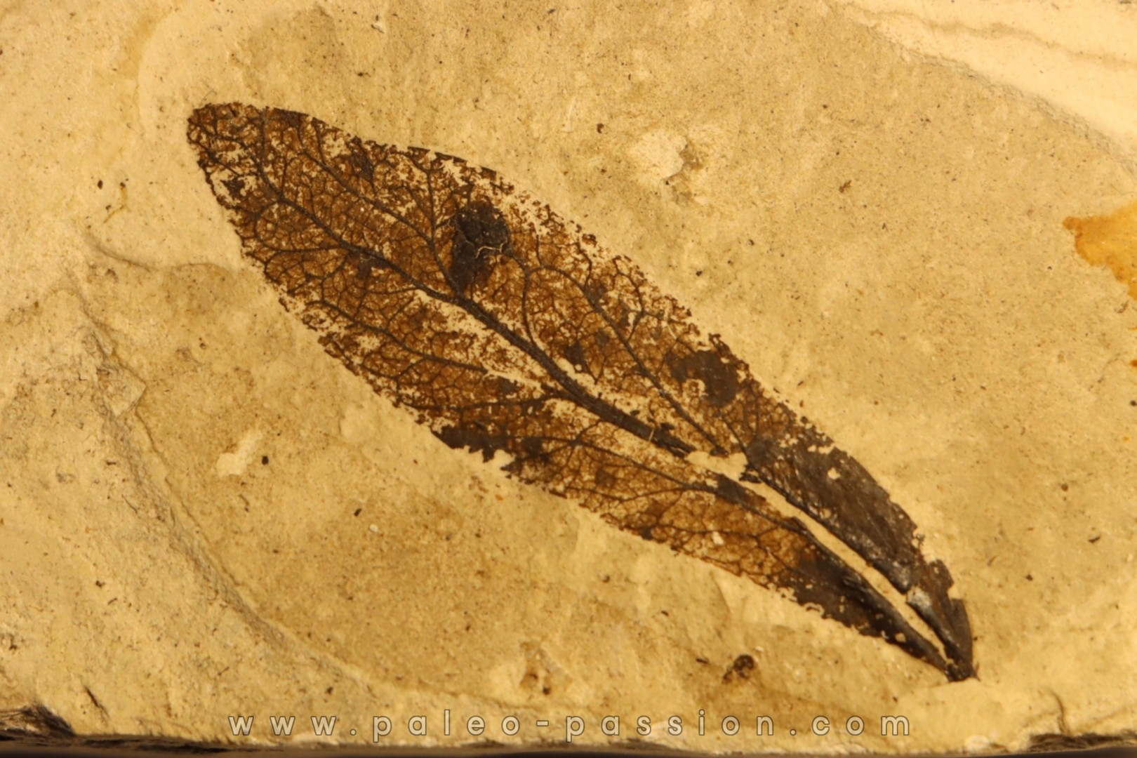 Bractée de TILLEUL: Tilia mastajana - Tortonien, (Miocene) Massif du Coiron, Saint Bauzile, Ardeche