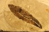 LINDEN leaf Tilia mastajana - Tortonien, (Miocene) - Massif du Coiron, Saint Bauzile, Ardeche - FRANCE