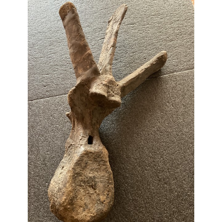 VERTEBRE de dinosaure TRICERATOPS HORRIDUS - crétacé supérieur -  Montana